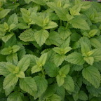 Three Teas for Chillaxing, $32